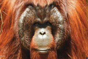 Tiga Orangutan Kalimantan Kembali ke Hutan Kehje Sewen