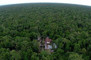 BNF Canangkan Sejuta Pohon untuk Hutan Sebangau