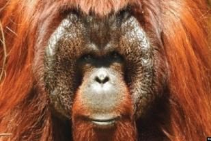 Sembilan Orangutan Pulang dari Malaysia Jalani Rehabilitasi