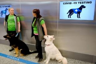 Italia Latih Anjing Deteksi Pengidap COVID-19