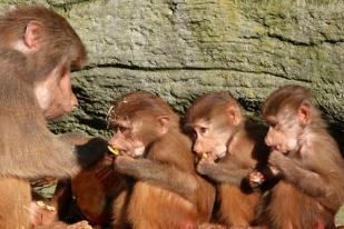 Dua Lusin Monyet Kabur dari Kebun Binatang Jerman