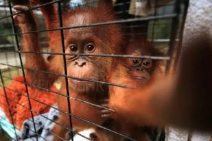 Orangutan Siti dan Sudin Disekolahkan