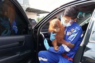 Polisi Amankan Anak Orangutan dari Pemukiman Warga