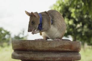 Tikus Megawa Pensiun dari Tugas Mengendus Ranjau Darat