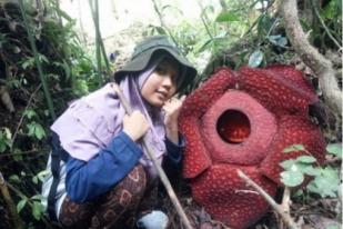 Dua Jenis Rafflesia Mekar di Hutan Bengkulu