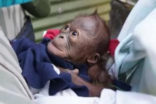 Bayi Orangutan Lahir di GL Zoo Yogyakarta