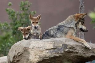 Serigala Langka Lahir di Kebun Binatang Meksiko