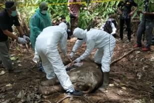 Satu Gajah Sumatera Mati Tanpa Kepala di Aceh Timur