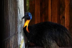 BBKSDA Papua Terima 51 Satwa Burung dan Mamalia