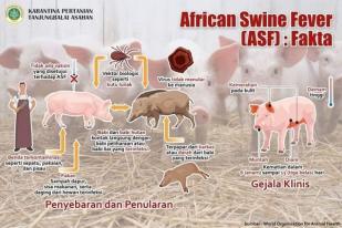 Jerman Alami Kasus Demam Babi Afrika Lain Pada Ternak