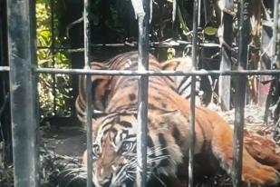 BKSDA Selamatkan Harimau Sumatera yang Masuk Perangkap