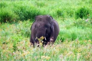 50 Gajah SM Padang Sugihan Selamat dari Karhutla