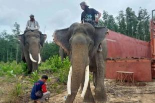 BKSDA Riau Translokasi Dua Gajah