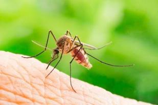 China Pakai Nuklir untuk Basmi Nyamuk