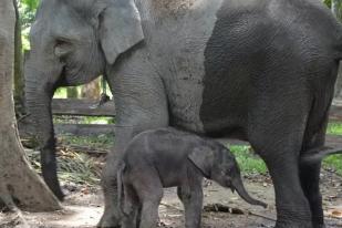 Gajah Kembar Lahir di Sri Lanka