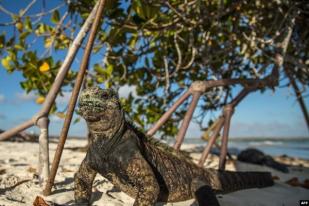 Iguana Merah Muda Galapagos Terancam Punah
