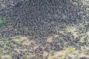Ratusan Burung Pipit Mati Diduga Pakan Tercemar