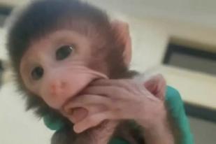 Lampung Gagalkan Penyelundupan 13 Ekor Monyet