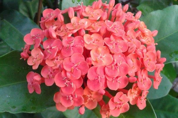 Nama Latin Bunga Asoka Merah / Nama latin juga merupakan nama ilmiah