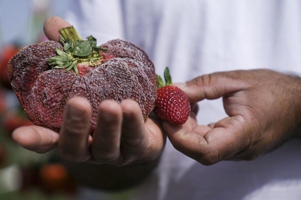 Petani Israel Catat Rekor Buah Strawberi Terberat di Dunia