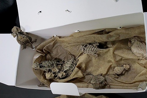 AS: Seorang Pria Ditangkap, karena Selundupkan 52 Reptil di Pakaiannya