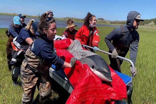 Tujuh Lumba-lumba Terdampar di Cape Cod, AS, Diselamatkan 