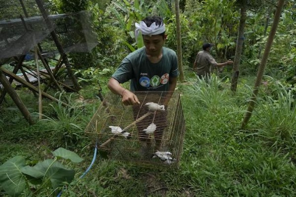 Masyarakat dan Pedagang Burung Terlibat Pelestarian Jalak Bali