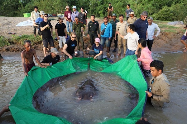 Ikan Pari Raksasa Terbesar Ditangkap di Sungai Mekong, Kamboja