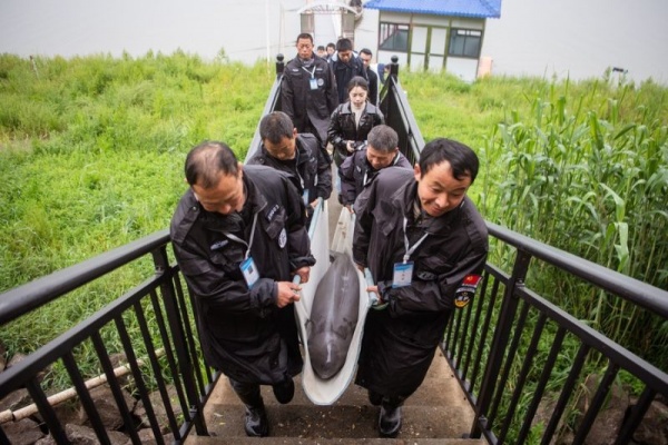 China Lepasliarkan Empat Lumba-lumba Tanpa Sirip