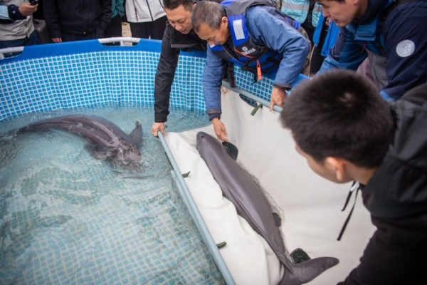 China Lepasliarkan Empat Lumba-lumba Tanpa Sirip