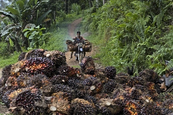 Deforestasi di Indonesia Meningkat Tajam Tahun Lalu, Meskipun Ada Tren Baik
