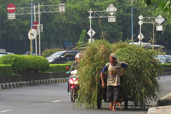 Petani Rumput di Jakarta