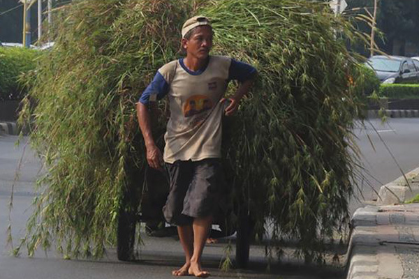 Petani Rumput di Jakarta
