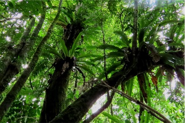 Potret Hutan Hujan Tropis di Jawa