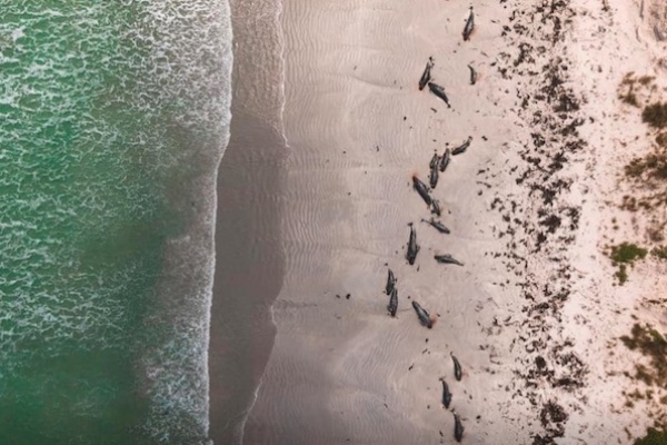 100 Paus Pilot dan Lumba-Lumba Mati Terdampar di Selandia Baru