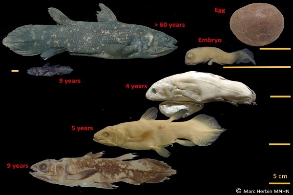 “Ikan Purba” Coelacanth Bisa Hidup Hingga 100 Tahun