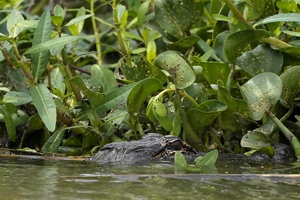 Keindahan Alam di Sungai Hog Bayou