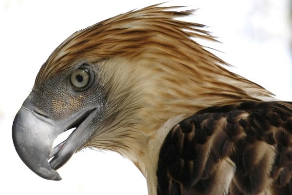 Populasi Burung Raptor Menurun di Seluruh Dunia