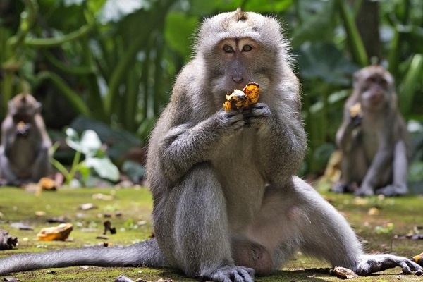 Monyet di Sangeh, Bali Kekurangan Pangan Alkibat Pandemi