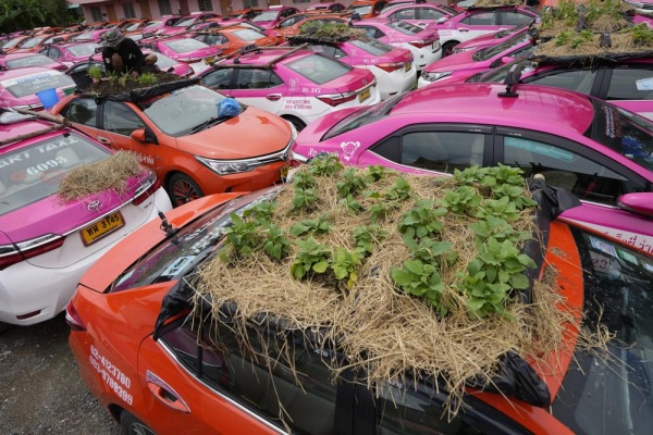 Bangkok: Berkebun Sayur di Atas Atap Taksi