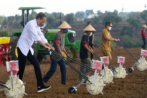 Jokowi Tanam Jagung, Berharap Kebutuhan Nasional Tercukupi