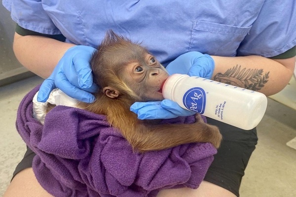 Para Ahli Bantu Induk Orangutan Yang Bermasalah Menyusui Anaknya