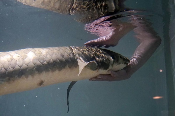 Metusalah, Ikan Tertua Yang Ada di Akuarium
