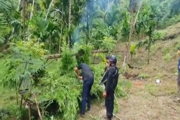 Polda Lampung Bongkar 6,2 Hektare Ladang Ganja di Aceh