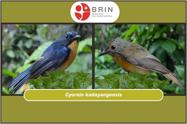 Dua Spesies Baru Burung Ditemukan di Kalimantan Tenggara