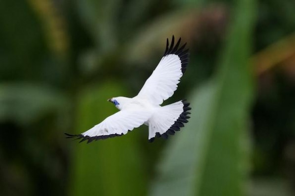 Masyarakat dan Pedagang Burung Terlibat Pelestarian Jalak Bali