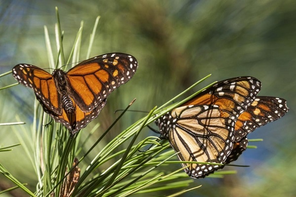 Populasi Menurun Cepat, Kupu-kupu Raja Terancan Punah