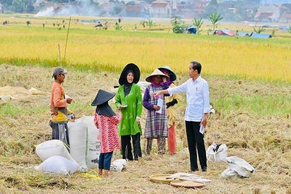 Temui Petani, Jokowi Cek Harga Gabah dan Pupuk