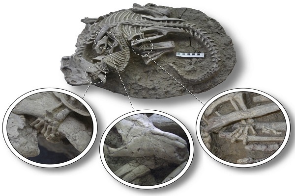 Temuan Fosil: Beberapa Mamalia Memangsa Dinosaurus