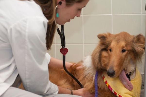 Tertembak di Wajah, Anjing Collie Kehilangan Rahang